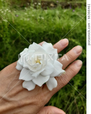 梔子花 66366461