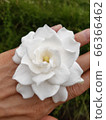梔子花 66366462