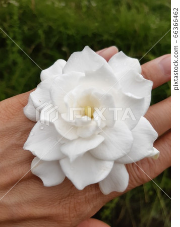 梔子花 66366462