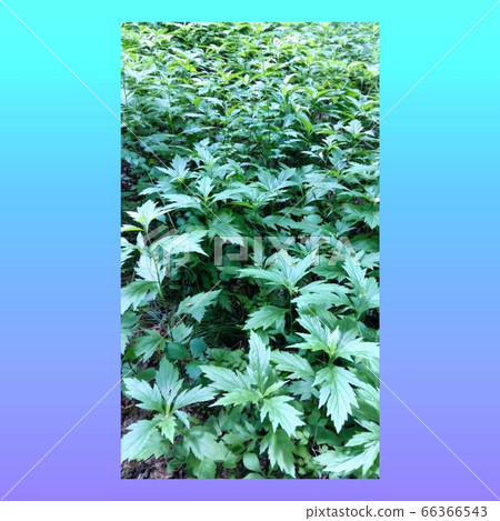 It is a healthy wormwood 66366543