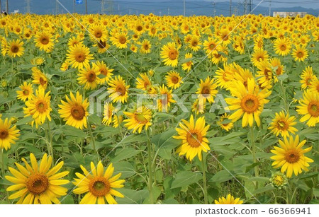 sunflower	 66366941