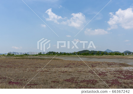 京畿道始興市始興潮汐生態園 京畿道始興市始興潮汐生態園 66367242