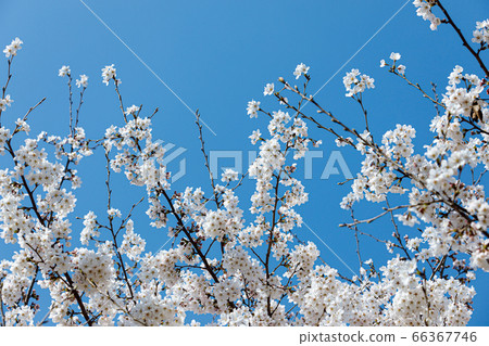 Cherry blossoms, synonymous with springtime Cherry blossoms, synonymous with springtime 66367746