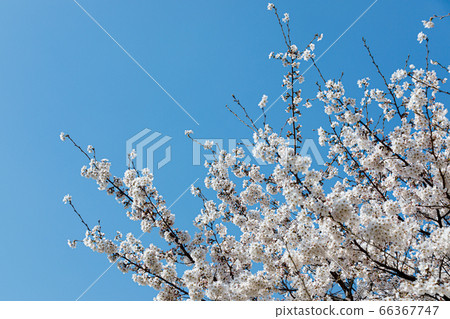 櫻花，春天的代名詞 66367747