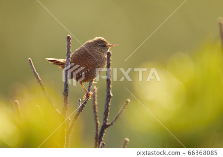 ren在清晨唱歌（北海道） 66368085