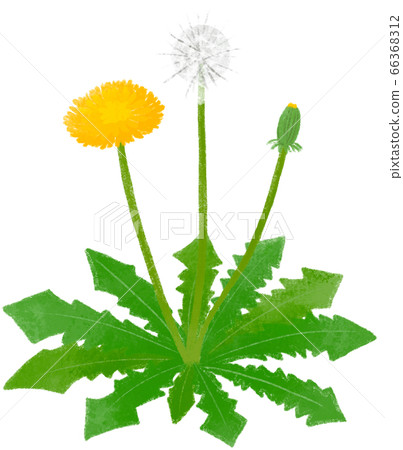 蒲公英 66368312