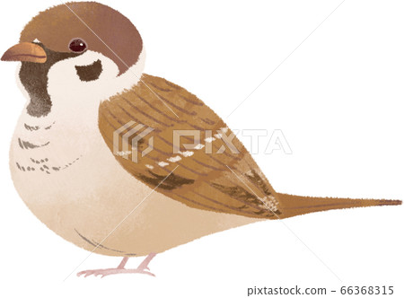 麻雀 插圖素材 圖庫