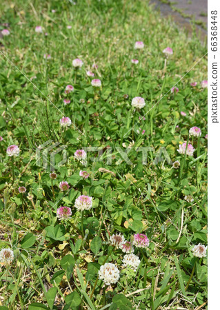 White stuffed grass like Hinomaru 66368448