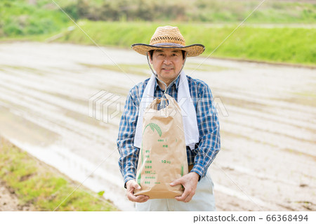 水稻種植和水稻收成圖像 66368494