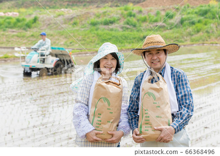 水稻種植和水稻收成圖像 水稻種植和水稻收成圖像 66368496