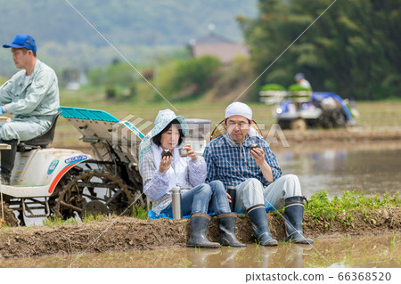 A farmer's couple having lunch on the road between rice paddies A farmer's couple having lunch on the road between rice paddies 66368520