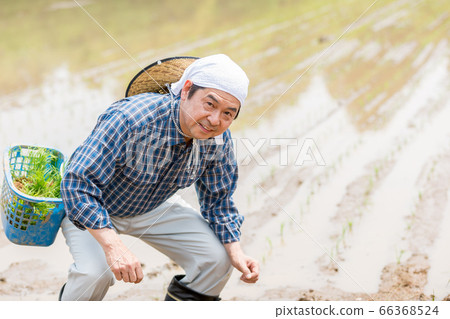 Men who plant rice 66368524