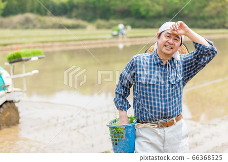 種植水稻的人 66368525