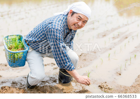 種植水稻的人 種植水稻的人 66368533
