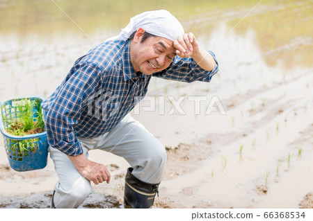 種植水稻的人 種植水稻的人 66368534