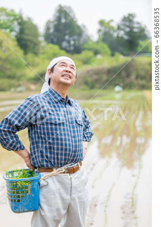 種植水稻的人 種植水稻的人 66368535