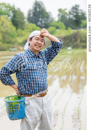 Men who plant rice 66368536