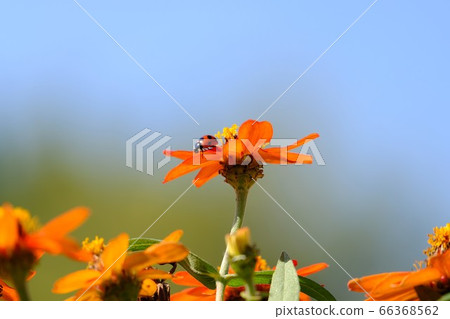 Ladybug 66368562