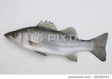 Flatfish 30 cm 66368563