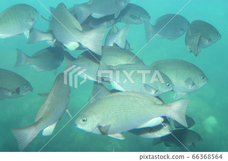 麥地那灰黑色30-40厘米 麥地那灰黑色30-40厘米 66368564