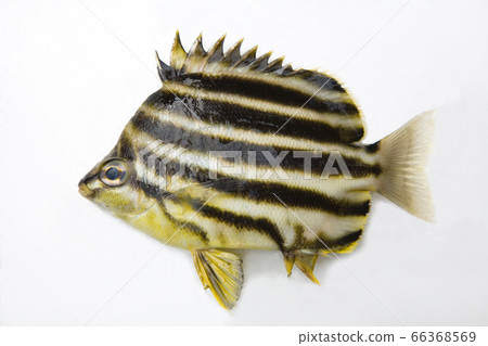 Basketball 15 cm 66368569