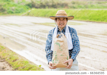 水稻種植和水稻收成圖像 66368595