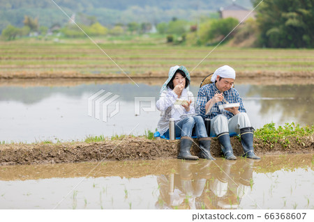 一對農民夫婦在稻田之間的路上吃午餐 一對農民夫婦在稻田之間的路上吃午餐 66368607