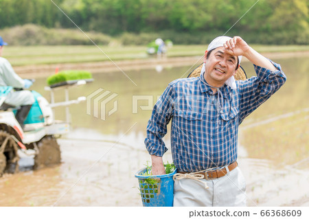 種植水稻的人 66368609