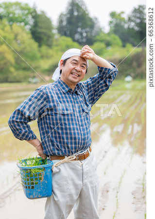 Men who plant rice 66368612