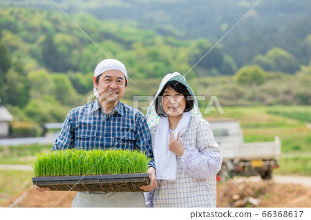 農民夫婦做飯 66368617