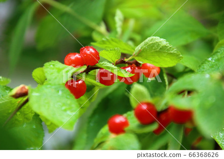露水紅櫻桃 露水紅櫻桃 66368626
