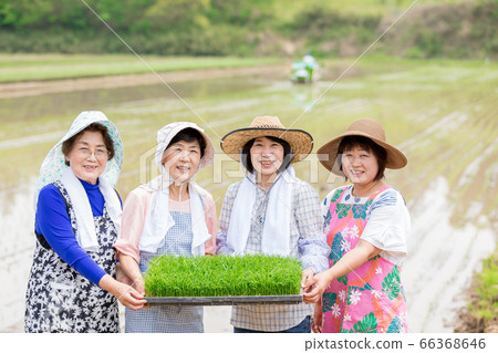 支持農民的農民婦女 66368646