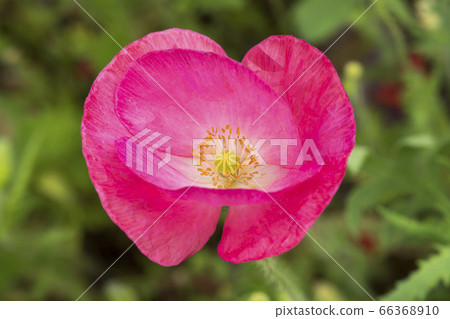 An opening fee 66368910