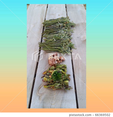 Bracken is poisonous, so you must boil it and dry it before eating it to avoid any aftereffects. Bracken is poisonous, so you must boil it and dry it before eating it to avoid any aftereffects. 66369502