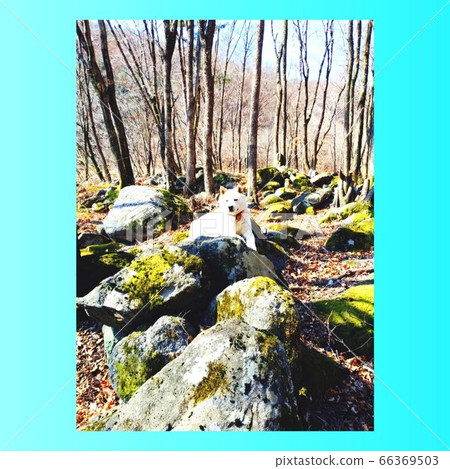 The dog is taking a break from time to time and looking around. The dog is taking a break from time to time and looking around. 66369503