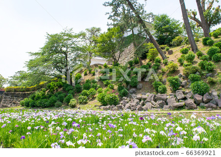 Kanagawa Prefecture Odawara Castle Honmaru Higashibori Shobuen 66369921