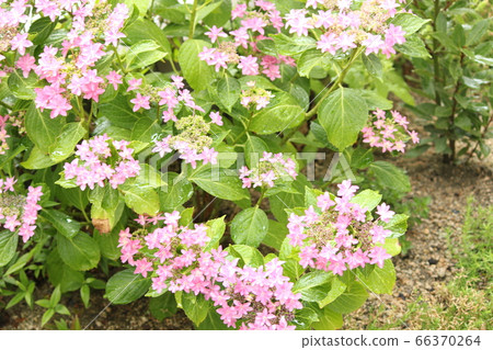 hydrangea hydrangea 66370264