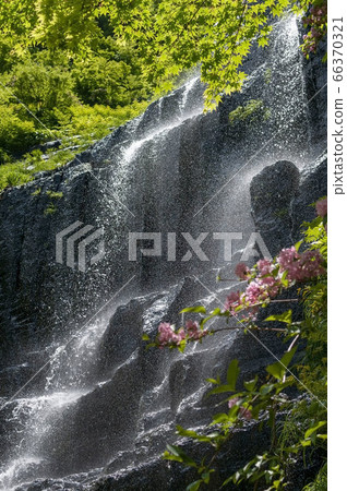 秋田縣由利本莊市的瀑布，鮮花和新鮮的綠色植物[五月] 66370321