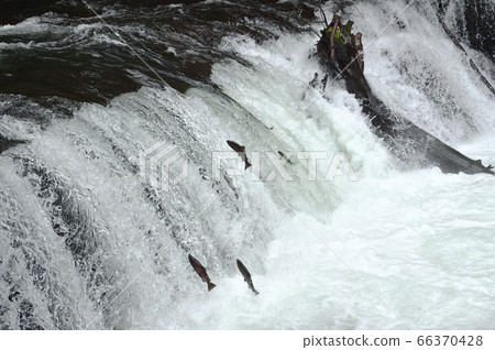 櫻桃鮭魚的上游（北海道清裡町佐倉瀑布） 66370428