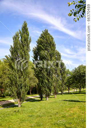 Poplar trees and Hangang Park, Poplar trees and Hangang Park, 66370489