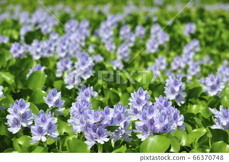 在Otone Road站的風信子花 在Otone Road站的風信子花 66370748