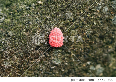 Egg of Jumbo Tanish Egg of Jumbo Tanish 66370790