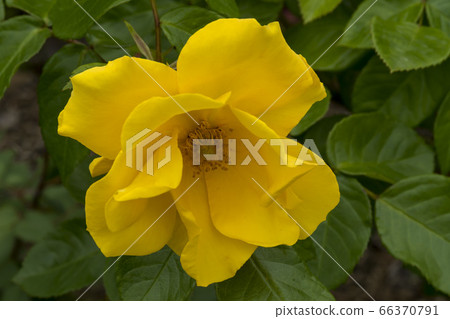 rose 66370791