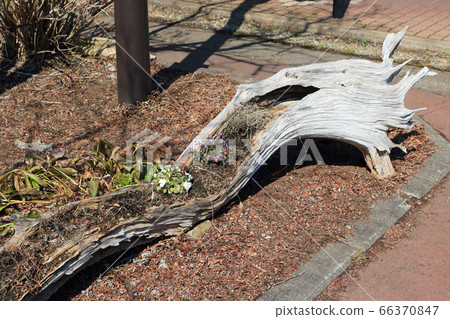 Flowerbed using a wooden cave 66370847