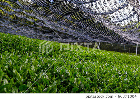 Gyokuro High-grade Sencha Ichibancha, a tea plantation in Wazuka-cho, Kyoto Prefecture 66371004