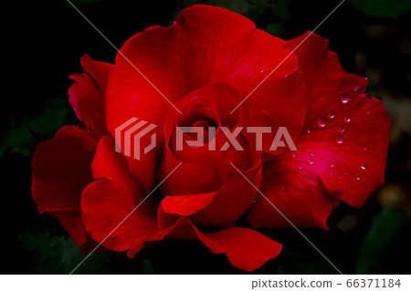 玫瑰 玫瑰 66371184