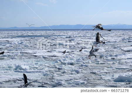 Sea ice off Rausu, Kunashir Island and seagulls flying over ice 66371276