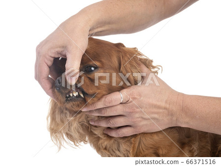 teeth of cavalier king charles 66371516
