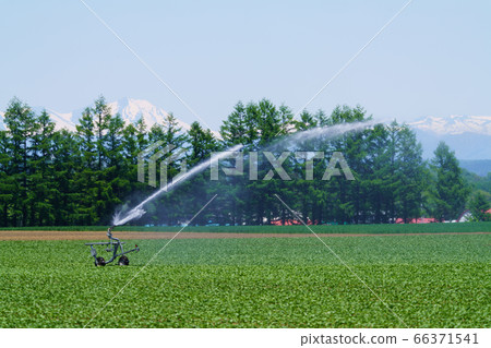 Sprinkling of the field 66371541