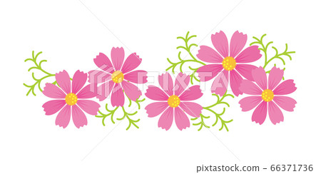波斯菊波斯菊秋季櫻花的插圖 66371736